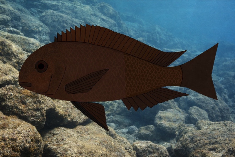 Tropheus sp. 'black' Kabezi